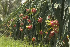 Saisir des opportunités d'exportation de pitaya vietnamien en Australie et en Nouvelle-Zélande
