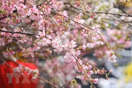 Quelque 20.000 branches de cerisier en fleurs illuminent le centre-ville de Hanoï