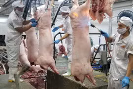 Dong Nai annonce la fin de la peste porcine africaine