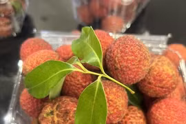 Le litchi vietnamien sans pépins est désormais disponible sur le marché britannique 