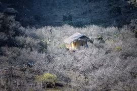 Le plateau de Moc Chau aux couleurs du printemps
