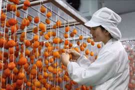 Mise en service d’une usine de production de kakis séchés à Lam Dong