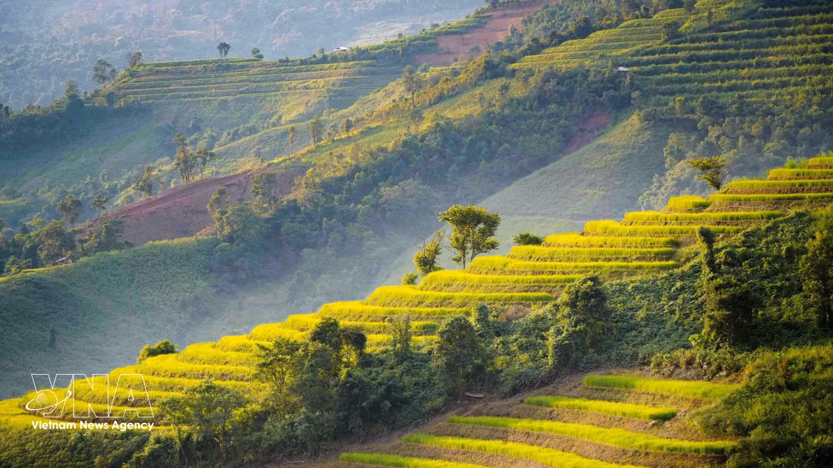 La beauté des rizières en terrasses de Pu Nhi, à Diên Biên 