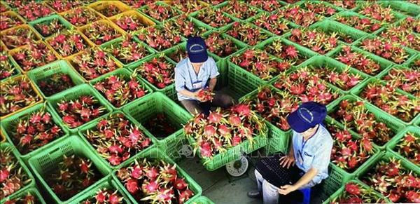 Traitement préliminaire du fruit du dragon avant l'emballage pour l'exportation à Binh Thuan. Photo : VNA 3.jpg