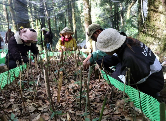Quang Nam privilégiera l’expansion des zones de culture du ginseng de Ngoc Linh. Photo : VNA 2-8113.jpg