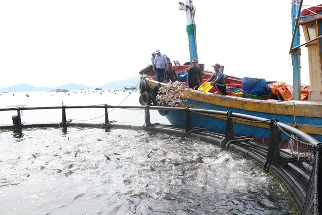Modèle d'aquaculture marine de haute technologie dans la commune de Cam Lap (aujourd'hui commune de Nam Cam Ranh), province de Khanh Hoa. Photo : VNA mo-hinh-nuoi-bien-tai-cam-lap.jpg