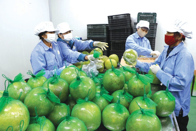 Emballage de pamplemousses pour l’exportation. Photo : VNA/CVN 2.jpg