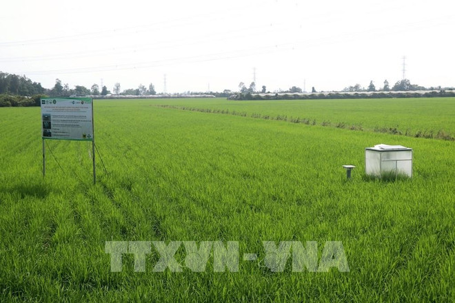Rizières cultivées pour réduire les émissions à la socété New Green Farm, Can Tho. Photo : VNA agri-2.jpg