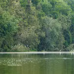 La réserve écologique de Đồng Tháp Mười (Plaine des joncs) couvre plus de 106 hectares et sera prochainement étendue de 60 hectares supplémentaires. Photo : VNA.