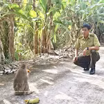 Le parc national d'U Minh Ha offre des conditions d'habitat favorables à la vie et au développement des macaques à longue queue dans leur milieu naturel. Photo : VNA