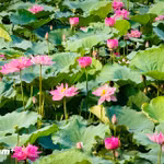 Lotos du lac de l’Ouest (Hô Tây). Photo : Vietnamplus
