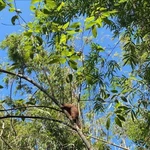 Un pangolin de Java est relâché dans son milieu naturel au parc national de Bu Gia Map. (Photo : VNA)