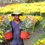 Les villages de fleurs de Vinh Long connaissent une forte demande pendant le Têt (Nouvel An lunaire). (Photo : VNA)