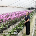 Le modèle de culture d'orchidées high-tech de la coopérative Dan Hoai présente un excellent rapport qualité-prix. Photo hanoimoi.vn
