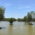 Une zone de mangrove restaurée dans la commune de Vinh Hau, province de Ca Mau. Photo : VNA