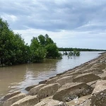 À Ca Mau, une digue maritime protège les forêts côtières, contribuant à la formation de vasières et à la réduction de l'érosion. (Photo : VNA)