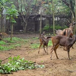 Les cerfs sont soignés dans le parc national de Cúc Phương. Photo : VNA