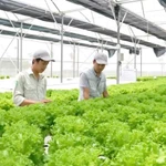 Modèle de culture hydroponique de légumes au Parc agricole de haute technologie. Photo daibieunhandan.vn