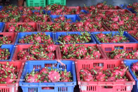 Le fruit du dragon est l’un des produits d’exportation phares du Vietnam. Photo: VNA