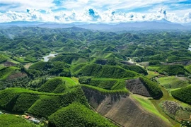 Thanh Hoa développe les forêts selon les normes du Conseil de la bonne gestion forestière