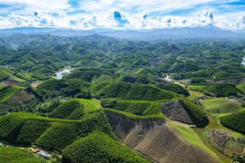 Thanh Hoa développe les forêts selon les normes du Conseil de la bonne gestion forestière