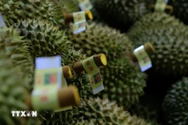 Les durians sont soigneusement triés avant d'être emballés pour l'exportation vers la Chine. Photo : Nguyen Dung/VNA