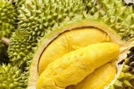 Les exportations de durian ont été multipliées par plus de dix entre mai et juillet 2025 par rapport aux quatre premiers mois de l’année, atteignant 207.000 tonnes. Photo; Vietnam+ 