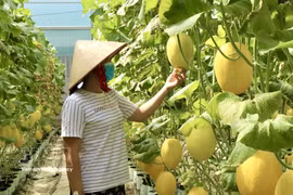 Au cours des quatre premiers mois de l’année 2026, le secteur agricole vietnamien a maintenu une trajectoire de croissance stable. Photo: VNA