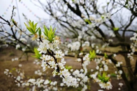 Moc Chau, un océan de fleurs blanches au Vietnam