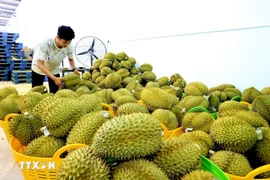 Les recettes d'exportation du durian atteignent des sommets historiques
