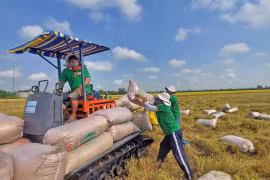 Le Vietnam marque un tournant majeur dans son industrie rizicole avec le succès retentissant du label "Riz vietnamien vert et à faibles émissions". Photo: VNA