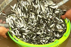 Le jeune poisson linh : une spécialité de la saison des crues dans le delta du Mékong