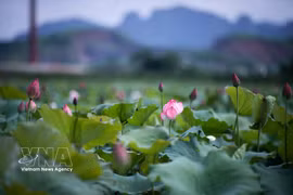Le lotus, fleur emblématique de l’âme vietnamienne