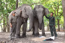 Dak Lak : L’engagement infatigable des "gardiens de géants" au cœur de la jungle