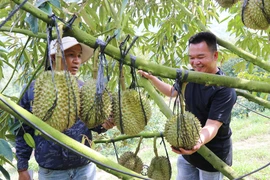 Modèle de culture de durians utilisant la haute technologie de la ferme Sakura, dans la commune de Dong Khanh Son, province de Khanh Hoa. Photo : VNA