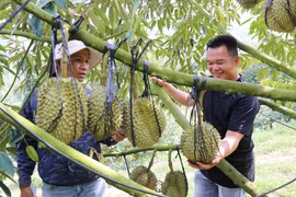 Modèle de culture de durians utilisant la haute technologie de la ferme Sakura, dans la commune de Dong Khanh Son, province de Khanh Hoa. Photo : VNA