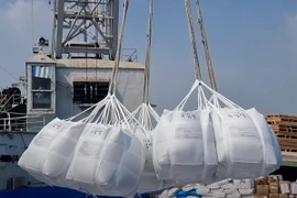 Les exportations de riz du Vietnam devraient dépasser les 8,2 millions de tonnes. Photo: VNA