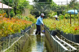 Dông Thap : la culture sur treillis, signature du village floricole de Sa Dec