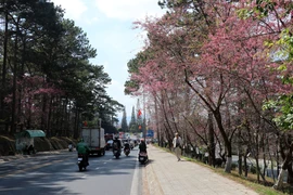 Les cerisiers qui bordent la rue Tran Hung Dao sont en pleine floraison. Photo : VNA