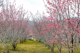 Des milliers de cerisiers en fleurs sont en pleine floraison à Pa Khoang, province de Dien Bien. Photo : VNA