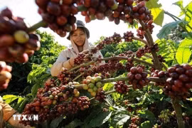 Les exportations de café vietnamien en 2025 pourraient dépasser les 8 milliards de dollars, un record historique