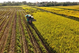 La trajectoire remarquable de l’agriculture vietnamienne