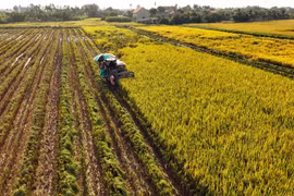 La trajectoire remarquable de l’agriculture vietnamienne