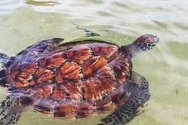 Une tortue verte (Chelonia mydas) de près de 12 kg, est relâchée le 12 août dans les eaux de l’aire marine protégée de Hon Cau. Photo: journal de Lâm Dông