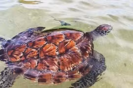 Une tortue verte (Chelonia mydas) de près de 12 kg, est relâchée le 12 août dans les eaux de l’aire marine protégée de Hon Cau. Photo: journal de Lâm Dông