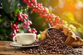 Du volume à la valeur : la nouvelle stratégie de la filière caféière vietnamienne