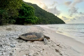 Une tortue marine. Photo d'illustration : VNA