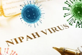 L’Administration vietnamienne de la prévention des maladies du ministère de la Santé adresse une note urgente aux services concernés afin de renforcer la surveillance et la prévention du virus Nipah. Photo: suckhoedoisong.vn