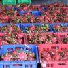 Le fruit du dragon est l’un des produits d’exportation phares du Vietnam. Photo: VNA
