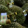 Les durians sont soigneusement triés avant d'être emballés pour l'exportation vers la Chine. Photo : Nguyen Dung/VNA